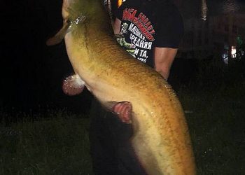 В Краснодарском крае сомы-людоеды охотятся на собак, уток и детей