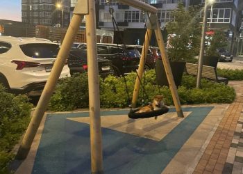 В Краснодаре сняли на видео собаку, которая любит качаться на качелях