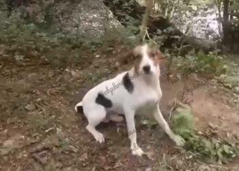 На Кубани собаку привязали к дереву и оставили умирать