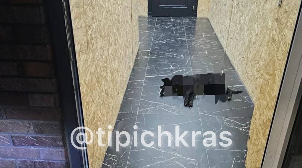 В Краснодаре догхантеры отравили двух собак