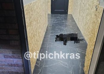 В Краснодаре догхантеры отравили двух собак