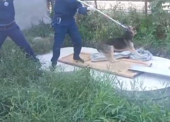 В Краснодаре спасли упавшую в яму собаку