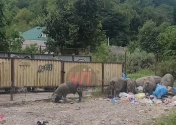В Сочи  несколько свиней ели на свалке