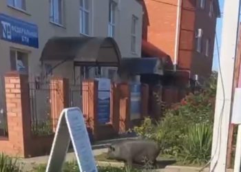 Свинья разгуливала возле МФЦ в центре Тимашевска