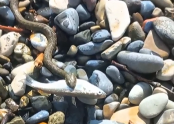 Вот это номер: на Кубани змея съела соседку по пляжу