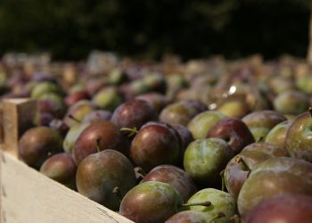 В Краснодаре открылись шесть ярмарок 12 августа