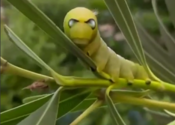 В Сочи смайлик-гусеница живет на олеандре