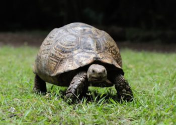 В Краснодарском крае куриное мясо продают под видом черепашьего