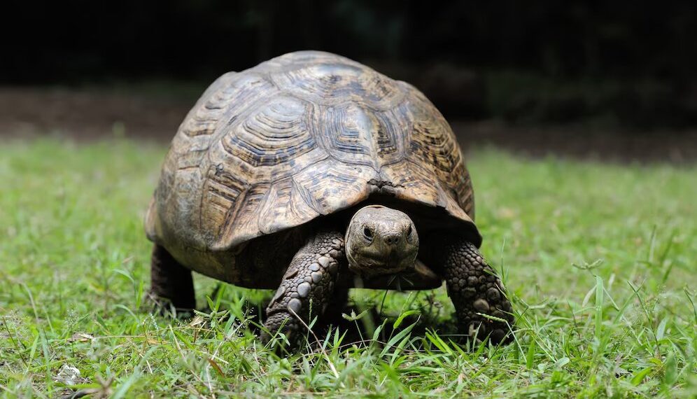 В Краснодарском крае куриное мясо продают под видом черепашьего