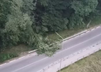 В Сочи дерево рухнуло на дорогу