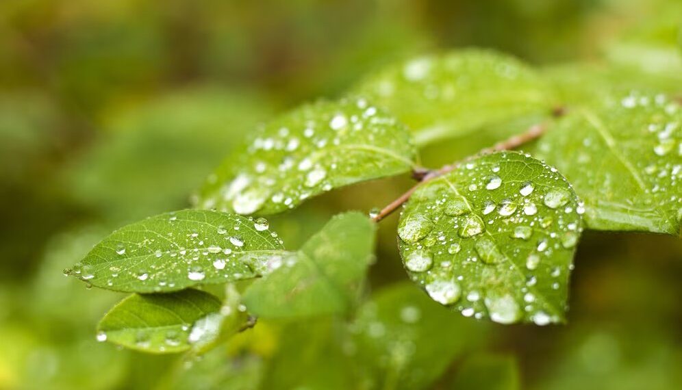 В ЦГМС назвали дату прихода дождей и похолодания в Краснодарский край