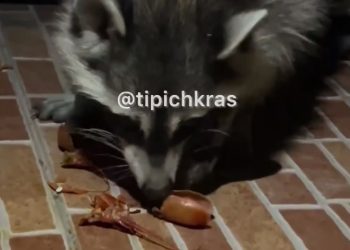 В Новороссийске заметили енотов и покормили их раками