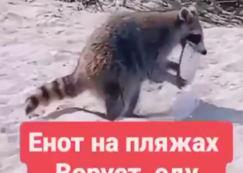 В Сочи появилось видео, как енот украл еду у отдыхающих на пляже