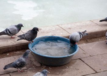 Штормовое предупреждение по сильной жаре на 4 дня объявлено в Краснодарском крае