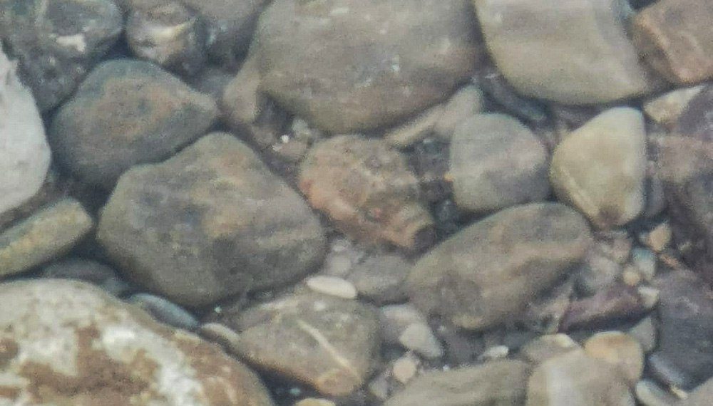 В Сочи росгвардейцы уничтожили найденную в реке гранату