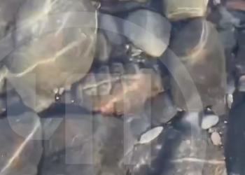 На дне реки Сочи отдыхающие обнаружили опасную находку — гранату