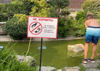 В краснодарском Японском саду туристы мучают черепах и кормят их мясом