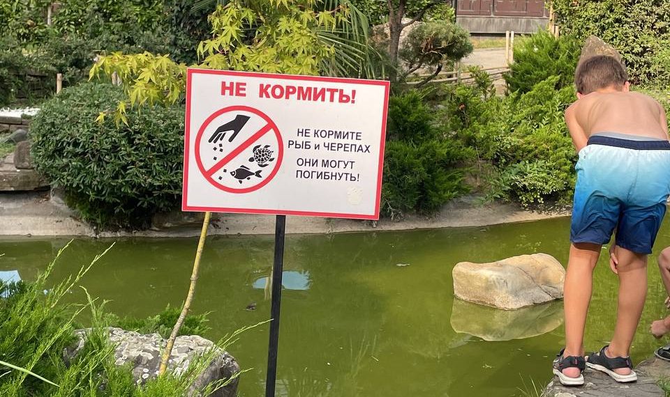 В краснодарском Японском саду туристы мучают черепах и кормят их мясом