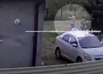 Житель Кубани выстрелил в глаз коту