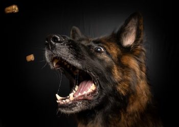 Пока собака грызла 12-летнюю девочку на Кубани, рыбак беспокоился о клеве