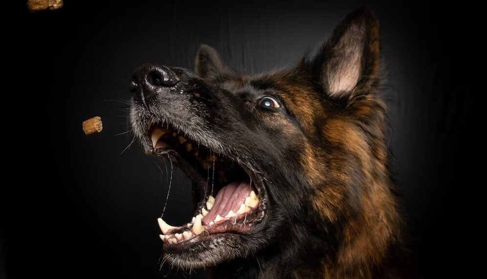 Пока собака грызла 12-летнюю девочку на Кубани, рыбак беспокоился о клеве