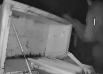 Оправдал свое название: в горах Сочи медведь повадился разорять местную пасеку