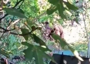 В сочинский поселок медведь пришел в огород за вкусной едой