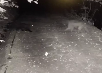 В Сочи попали на видео переходящие дорогу мама-медведица и ее медвежонок