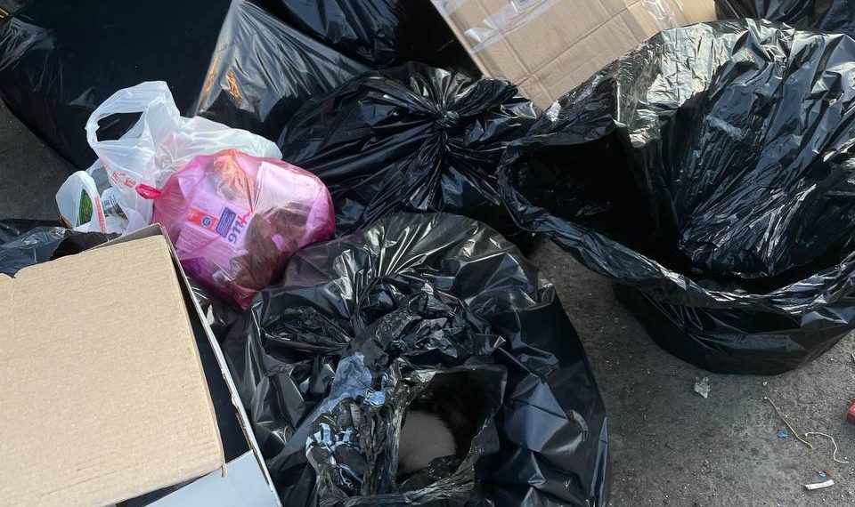 В Краснодаре у мусорного контейнера нашли заклеенный скотчем пакет с котятами