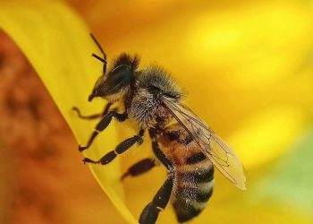 Метеорологи рассказали об опасных отметках на столбиках термометров и отсутствии осадков в Краснодарском крае