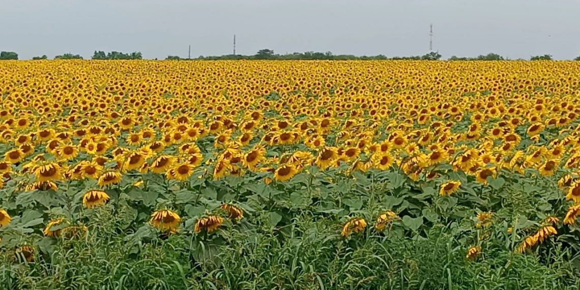 Метеоролог в прогнозе не дал Краснодарскому краю шанса на дождь: будет жара до +35