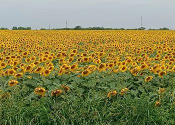 Метеоролог в прогнозе не дал Краснодарскому краю шанса на дождь: будет жара до +35