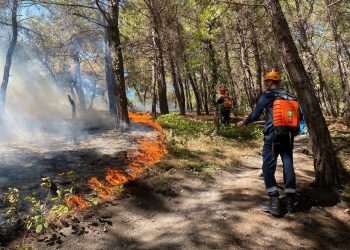 За две недели на Кубани произошло около 10 лесных пожаров