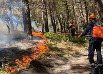 С начала года на Кубани произошло 14 лесных пожаров