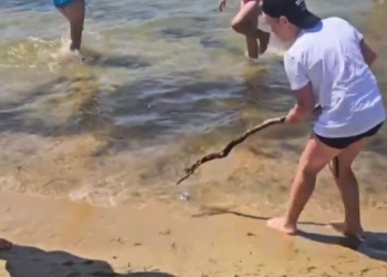 В Анапе отдыхающие своими силами чистят пляж от камки и медуз