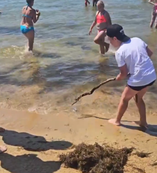 В Анапе отдыхающие своими силами чистят пляж от камки и медуз