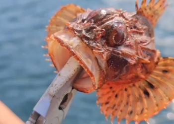 Диковинное смертельно опасное морское существо выловили на Кубани