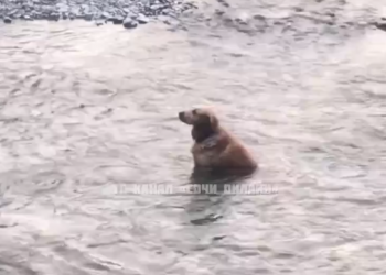 В реке Сочи был замечен пес, познавший дзен