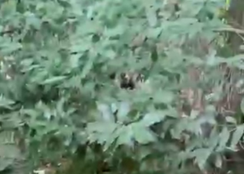 “Пришел на дегустацию”: в Сочи медведь вышел к жилым домам