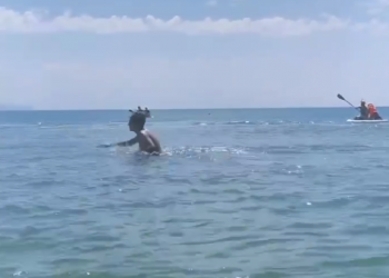 Отдыхающих в Анапе предупредили об “опасных” дельфинах