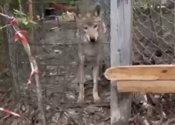 В лесу под Новороссийском обнаружен вольер с запертыми волками