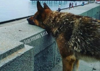 В Ялте установят памятник “поющему” псу Мухтару, его звали крымским “Хатико”