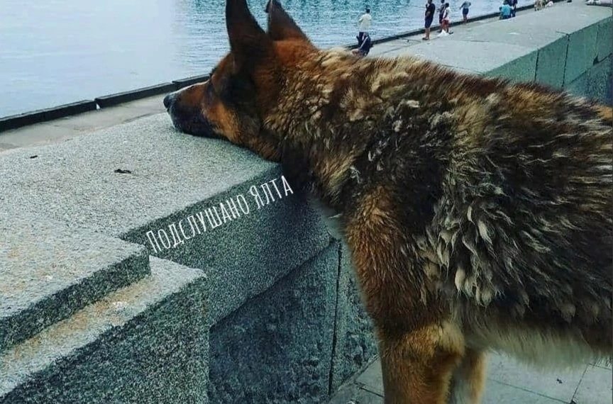 В Ялте установят памятник “поющему” псу Мухтару, его звали крымским “Хатико”