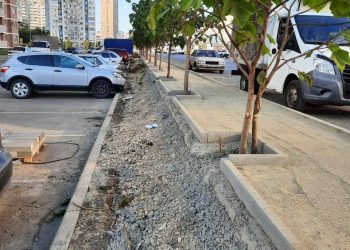 В Краснодаре деревья на улице залили в бетон