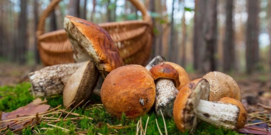Сбор грибов жителям Краснодарского края грозит 9-летним тюремным сроком