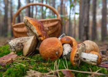 Сбор грибов жителям Краснодарского края грозит 9-летним тюремным сроком