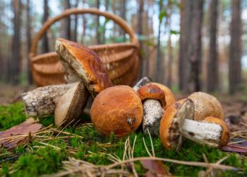 Жителей Кубани ждет погода, которая спровоцирует грибную лихорадку