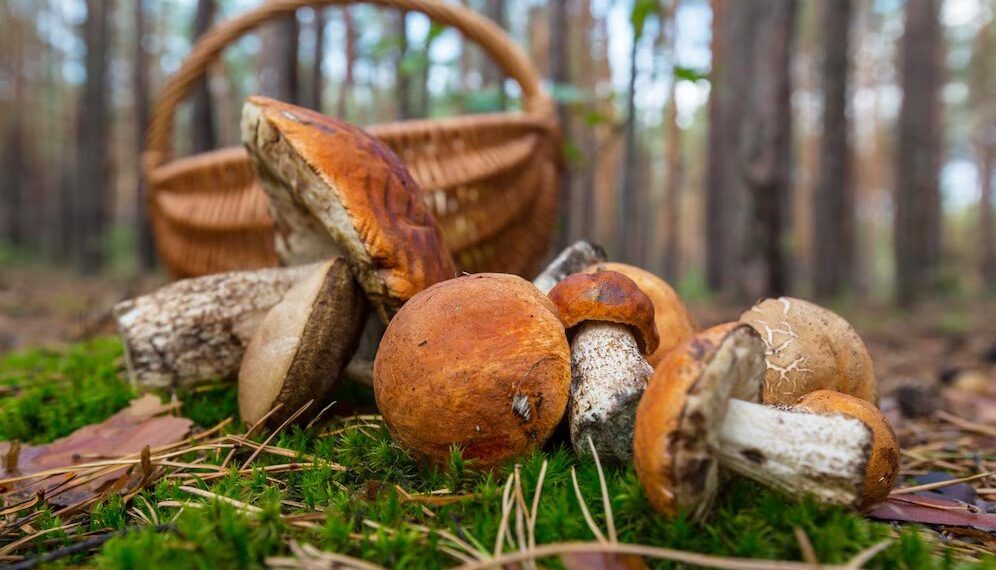 Жителей Кубани ждет погода, которая спровоцирует грибную лихорадку