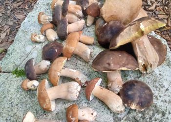 В Сочи белые наступают