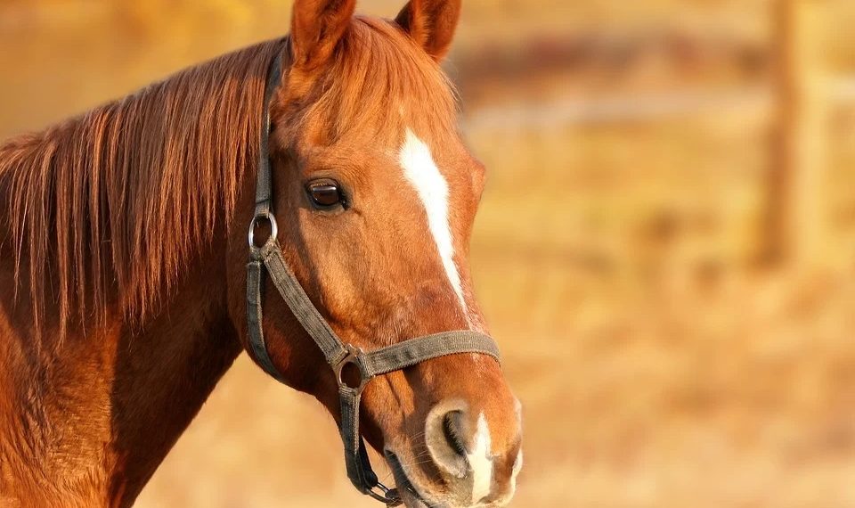 На Кубани лошадь придавила 16-летнюю девушку: пострадавшая в реанимации